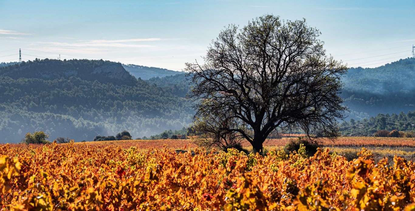 Diapo_terroir de cazelles2