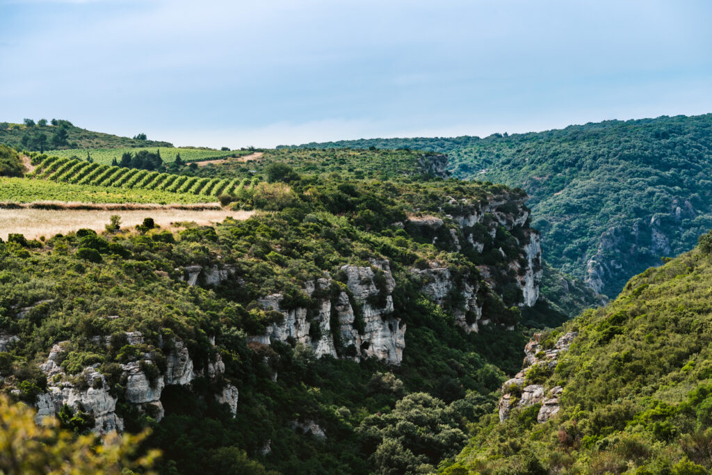Terroir de La Caunette La cesse